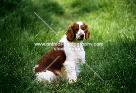 welsh springer spaniel sitting in long grass