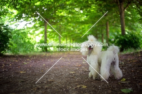white miniature poodle standing on a path in a beautiful forest scenery