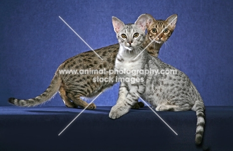 two Ocicats
