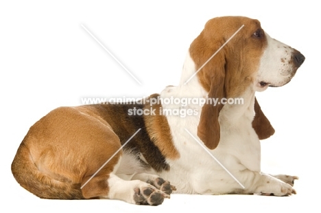 basset hound lying down on a white background