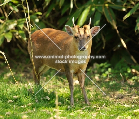 muntjac