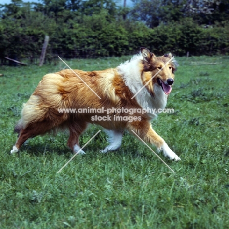 rough collie, glenmist lovely romance trotting past looking at camera