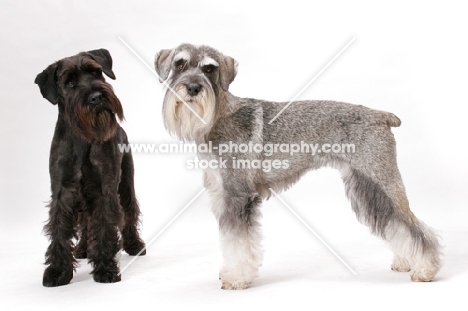 Salt & Pepper and black Schnauzer, (Australian Champion Jildabra Regal Ash (r) and Jildabra Supreme Reign (l))