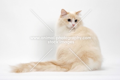 Cream Point Bi-Color Ragdoll cat, sitting down