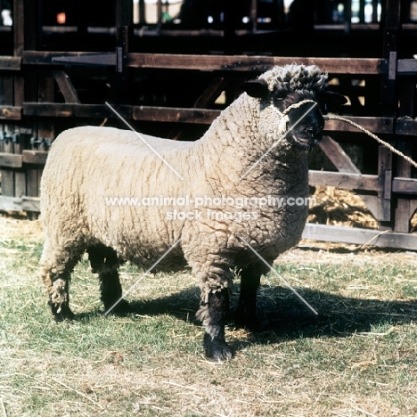 oxford down sheep near pen