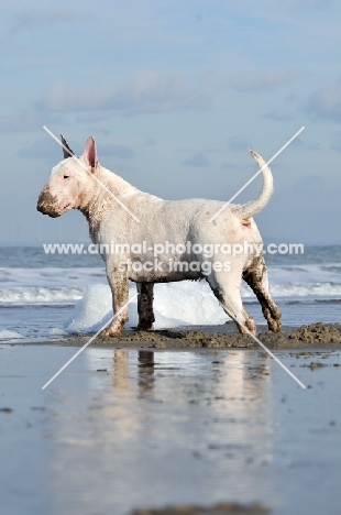 Bull Terrier