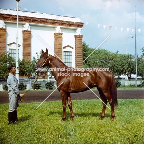 ukranian saddle horse stallion