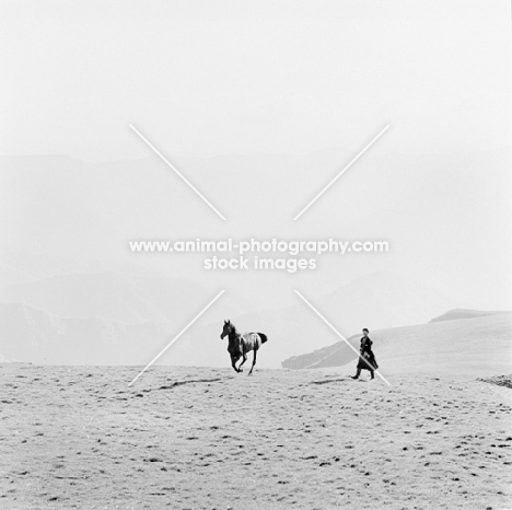 arbich,kabardine stallion at malokarachaev, nr kislovodsk, Caucasus, returning to taboon after photography.