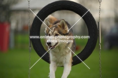 husky mix jumping in the tire jump