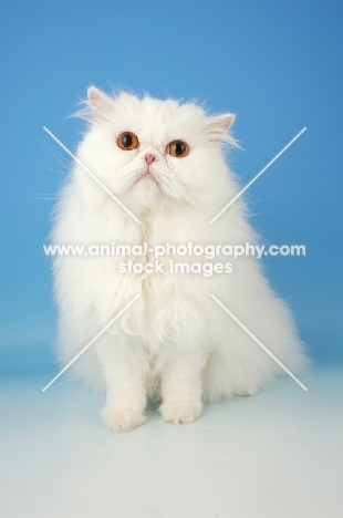 orange eyed white Persian on blue background