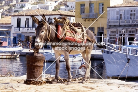 working donkey at the harbour of greek island, hydra