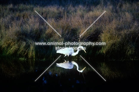 great egret in the everglades, florida