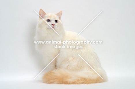 Cream Point Bi-Color Ragdoll cat sitting down