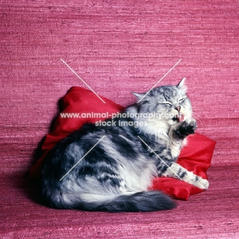 champion dorstan darius, silver tabby long hair cat washing