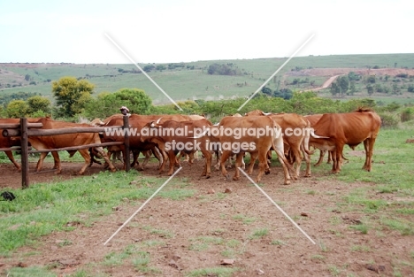 Afrikaner cattle