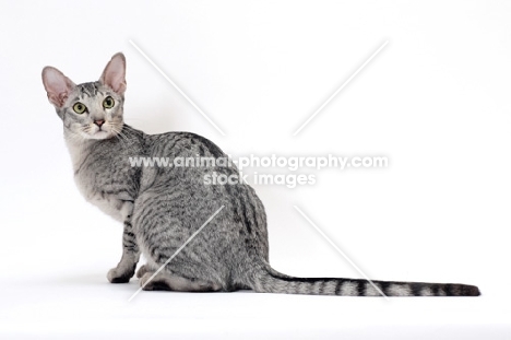 Oriental Shorthair on white background, Silver Spotted Tabby