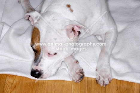 white Staffordshire Bull Terrier sleeping on white blanket