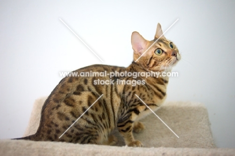 bengal cat sitting on scratch post and looking up, white wall on the background