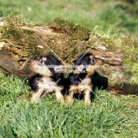 two australian terrier puppies sitting on grass by a log