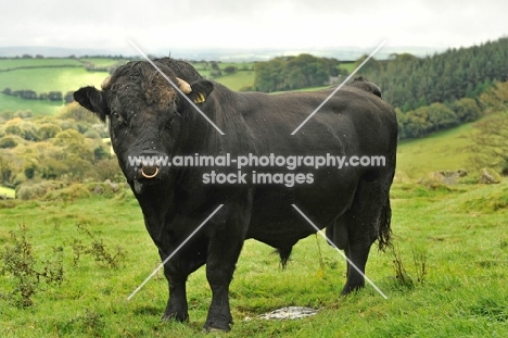 welsh black bull