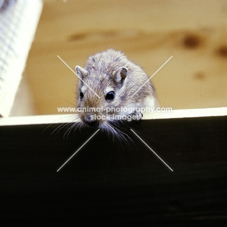 gerbil looking over the edge of a box