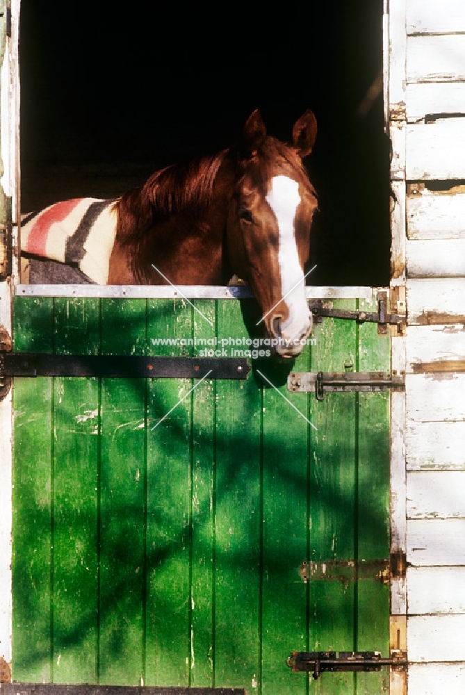 thoroughbred looking over a stable door