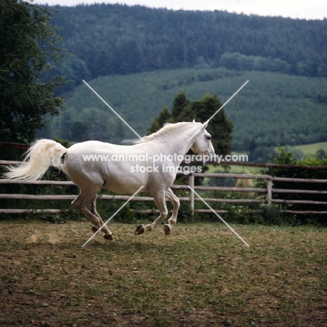 Pluto Alda, Lipizzaner stallion at piber cantering loose