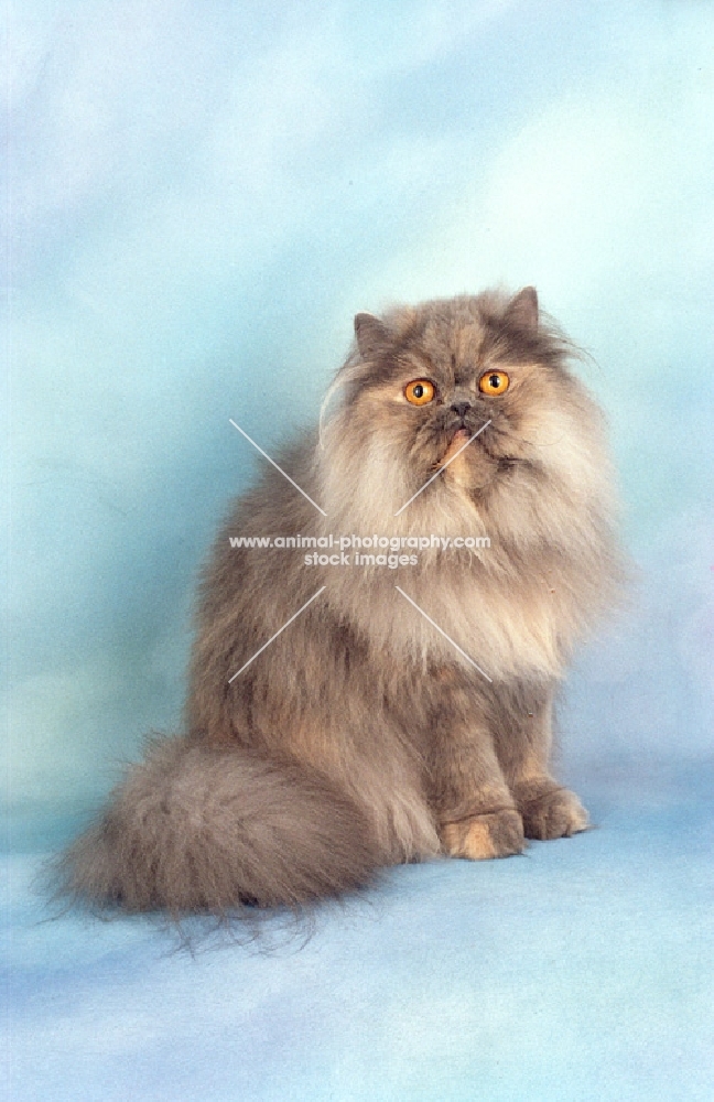 blue cream smoke Persian, sitting down