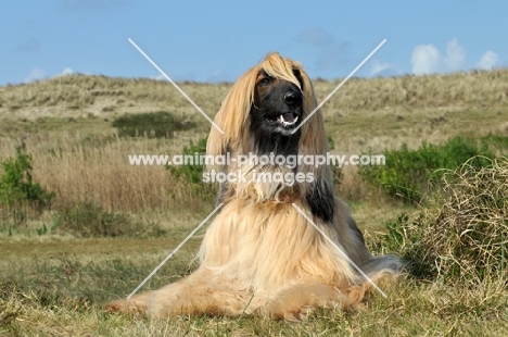 Afghan Hound