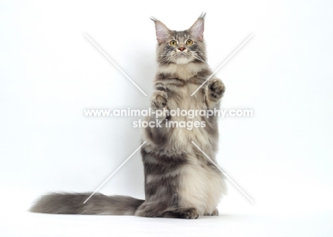 Blue Classic Tabby Maine Coon cat standing on hind legs