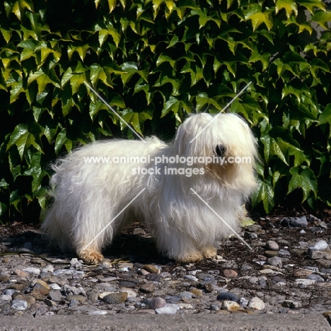 bimbo de la perle de l'ocean indien, coton de tulear standing on a path