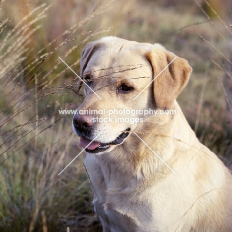 famous champion labrador retriever