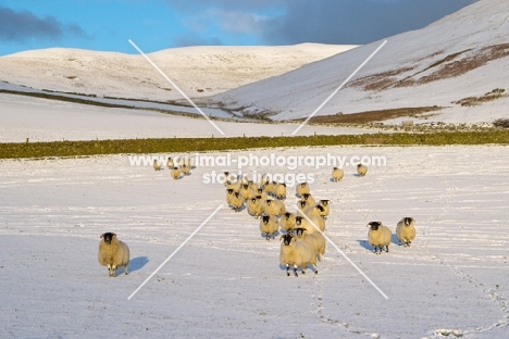Scottish Blackface ewes in snowy field