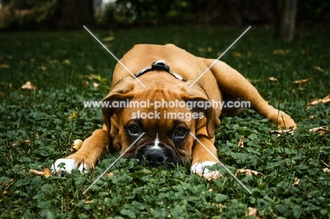 boxer puppy lying in yard