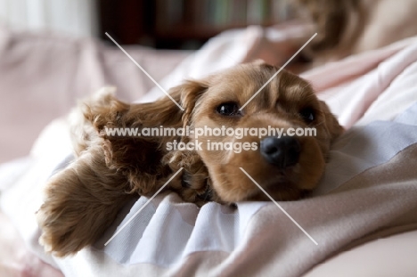 sleepy Cocker Spaniel puppy in the arms of owner