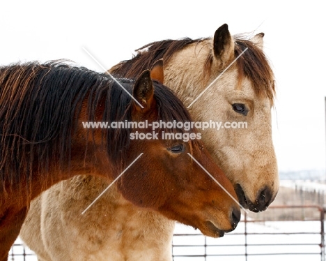 Morgan horses nuzzling in winter