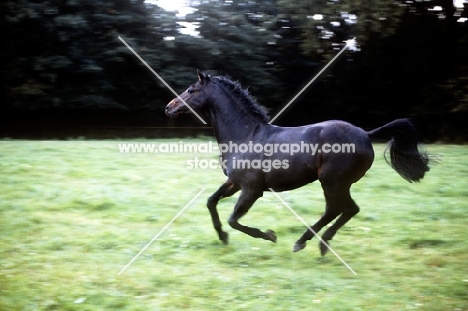 Catherston Nightsafe cantering in his paddock