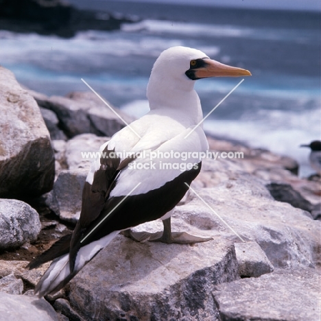 masked booby looking out to sea on hood island, galapagos islands