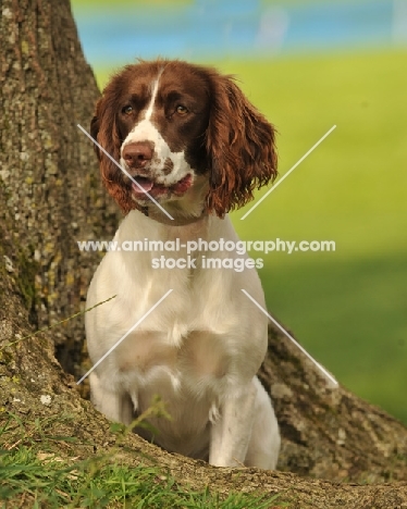 English Springer Spaniel