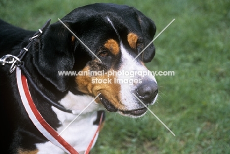 grosser schweizer sennenhund head portrait