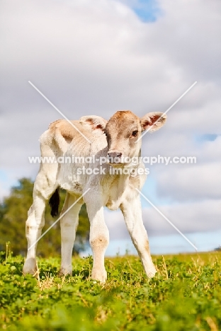 Swiss brown calf standing in field