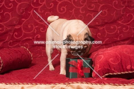 fawn Pug smelling present