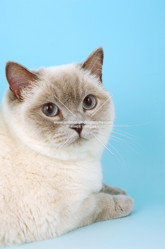 british shorthair cat portrait, lilac colour point