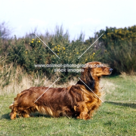 ch rebecca celeste of albaney,  long haired dachshund posed on grass