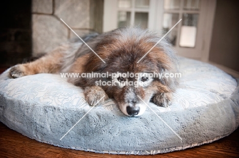 keeshond mix lying on blue bed