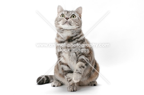 American Shorthair cat, Silver Classic Torbie colour, looking up