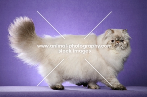 9 month old Seal Torbie Lynx Point Himalayan Female. Good conformation shot. (Aka: Persian or Colourpoint)