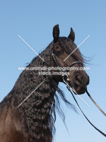 Friesian portrait