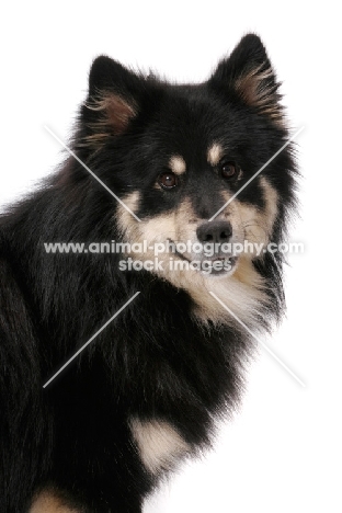 black and cream Finnish Lapphund on white background, portrait