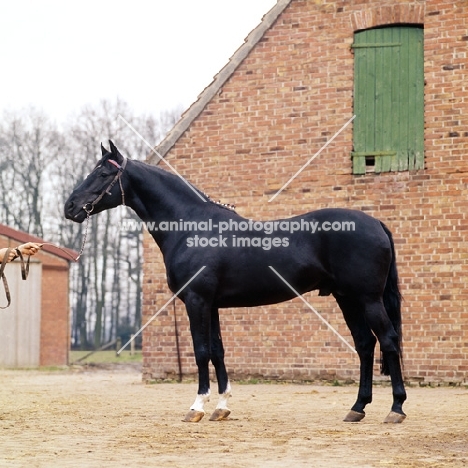 german thoroughbred, north german farmhouse